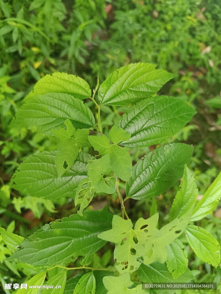 翠绿繁茂的野生植物