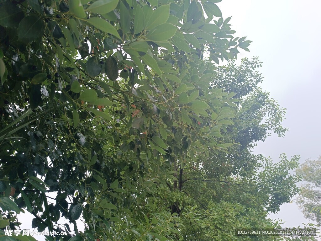 枝叶繁茂的绿树
