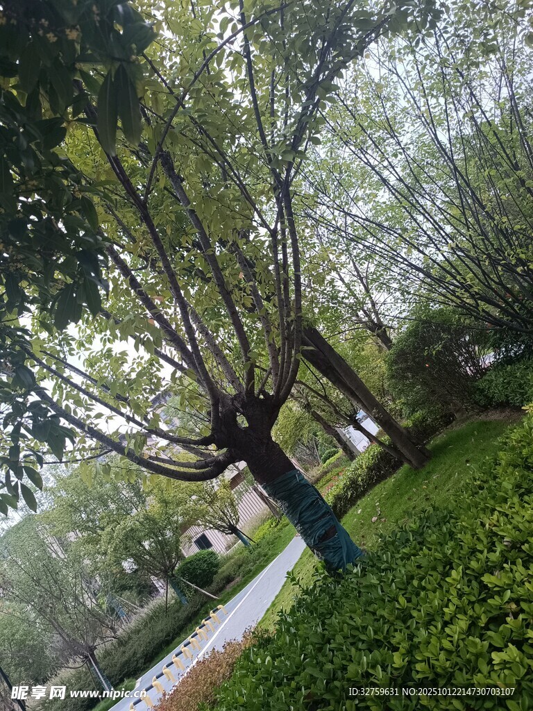 公园绿树成荫的景致