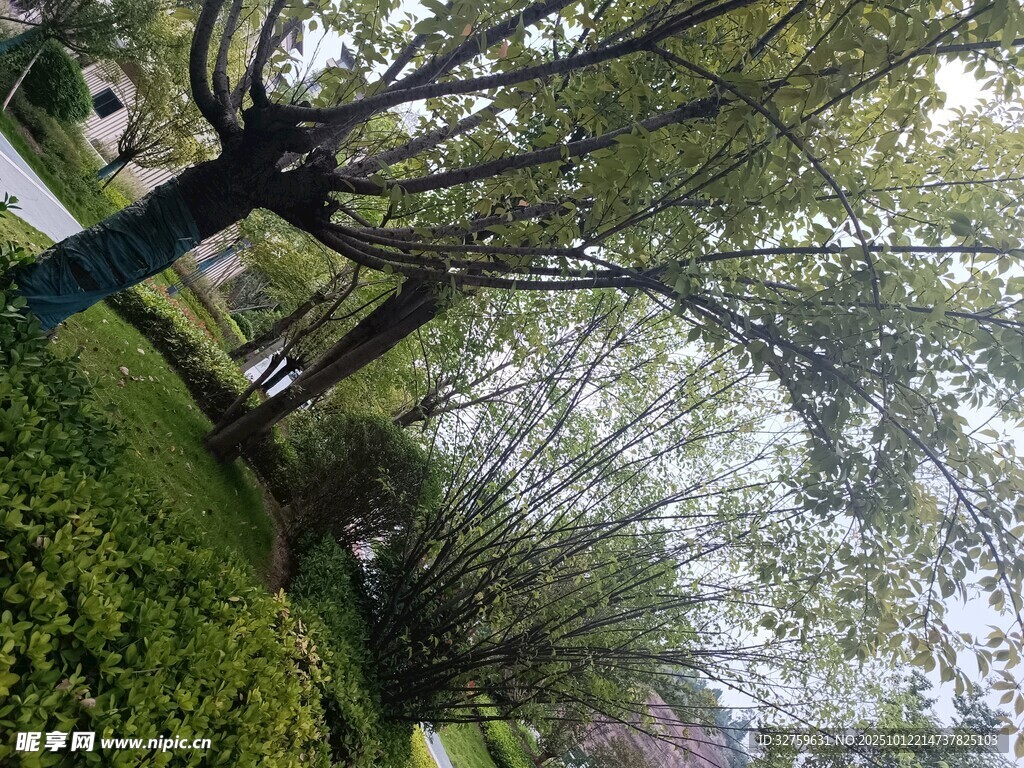 春日繁茂树木景观