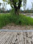 木质步道旁的绿植景观
