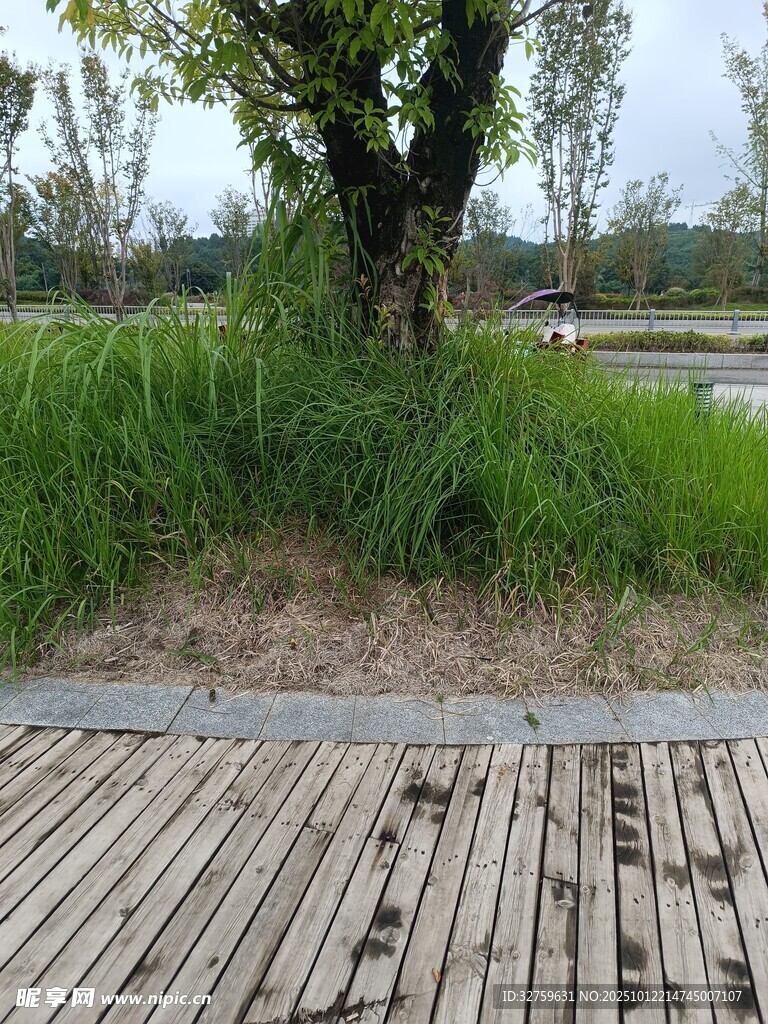 木质步道旁的绿植景观