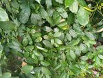 翠绿繁茂的植物叶片