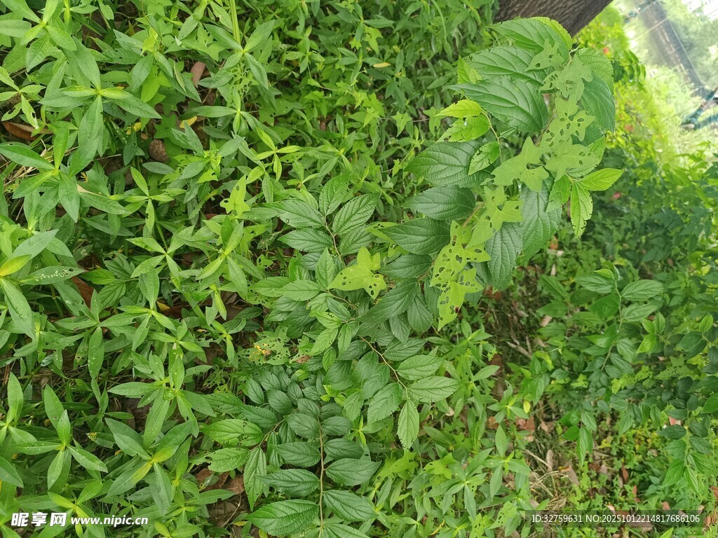 翠绿繁茂的植物群落