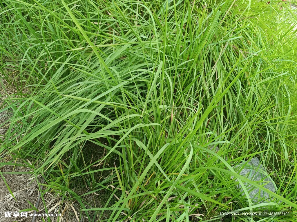 茂盛的绿色草丛