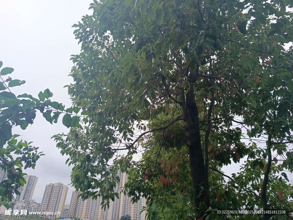 城市中高大茂盛的绿树