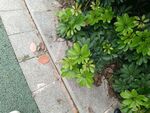 路边绿植与灰色步道