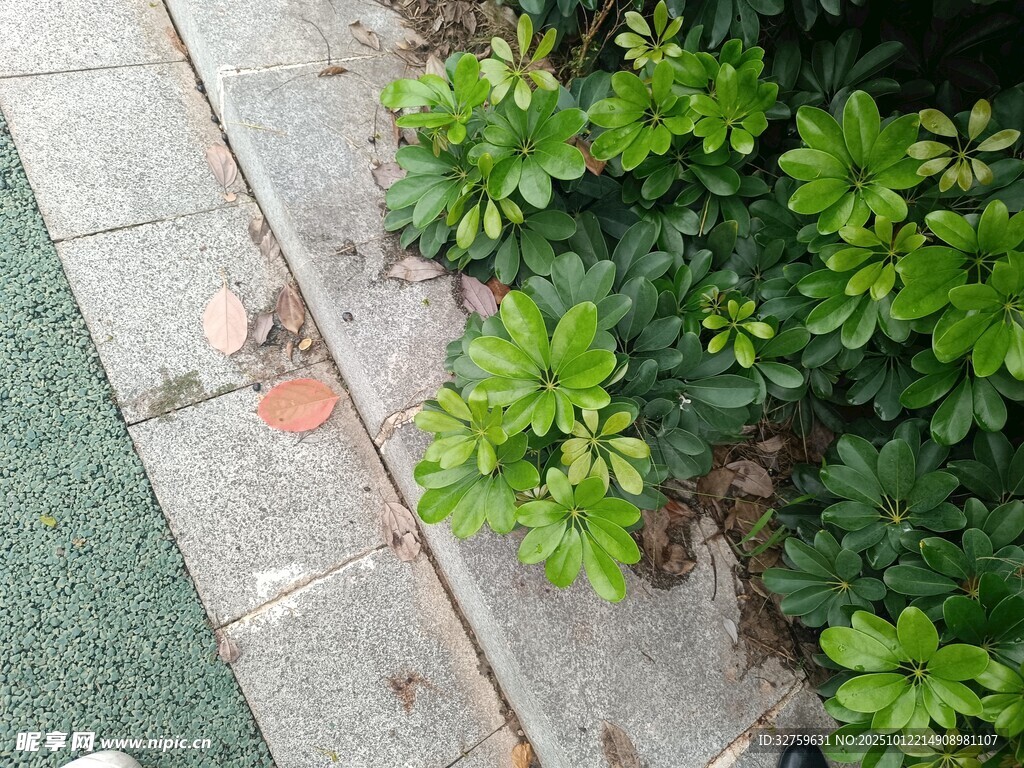 路边绿植与灰色步道