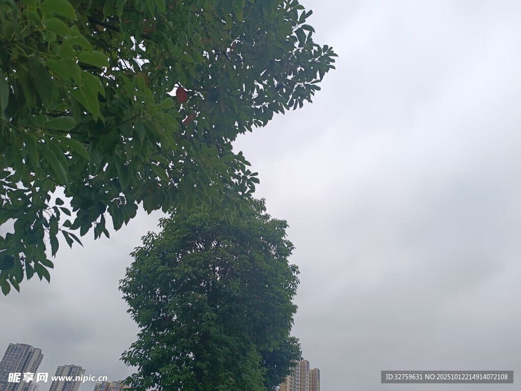绿树映天际
