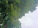 仰视葱郁绿树