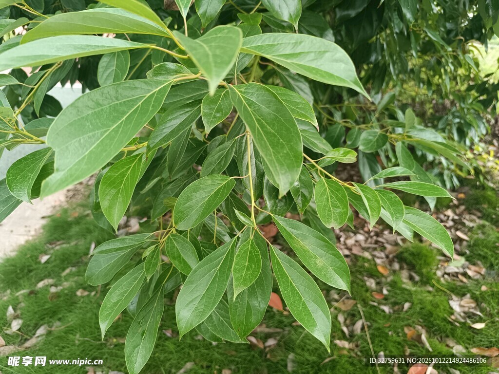 绿叶繁茂的植物特写