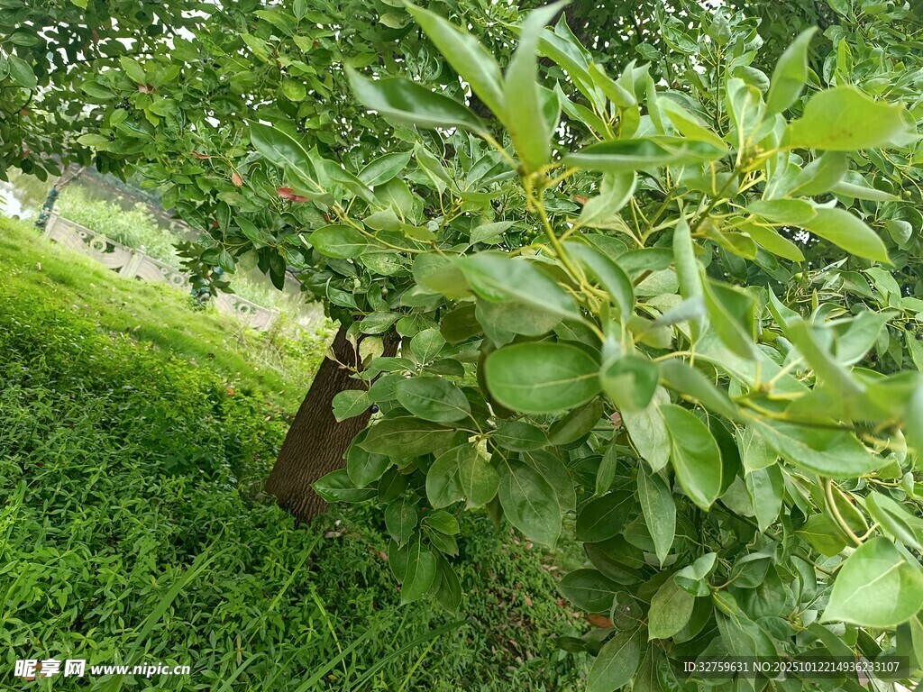 果园里的茂盛果树