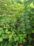 茂密绿植景观