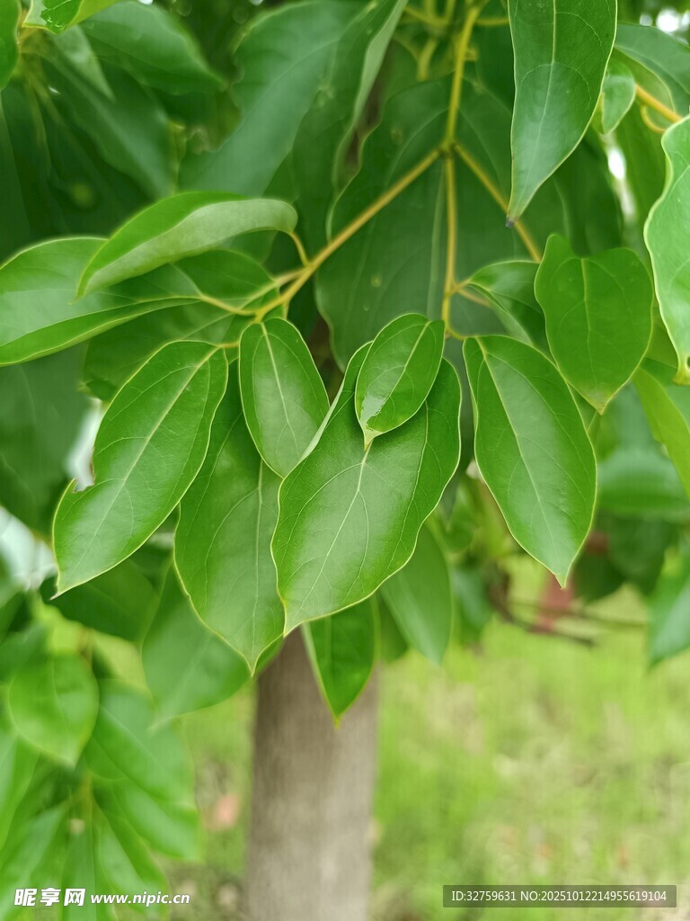 翠绿树叶特写