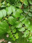 翠绿叶片植物特写