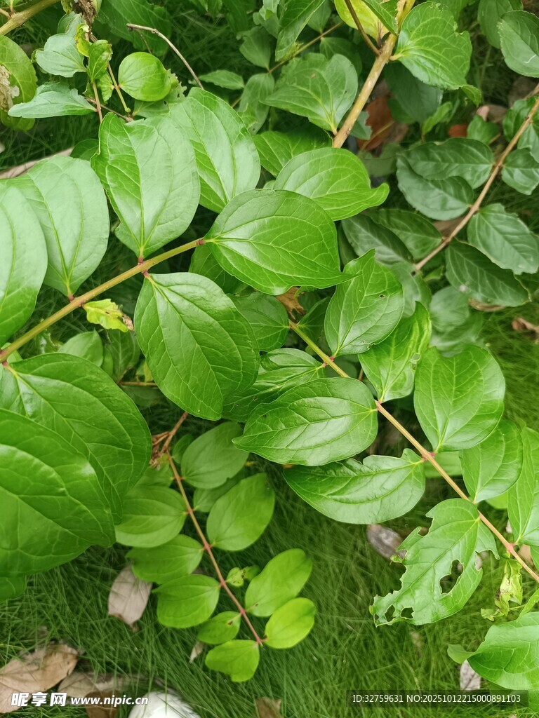 翠绿叶片植物特写