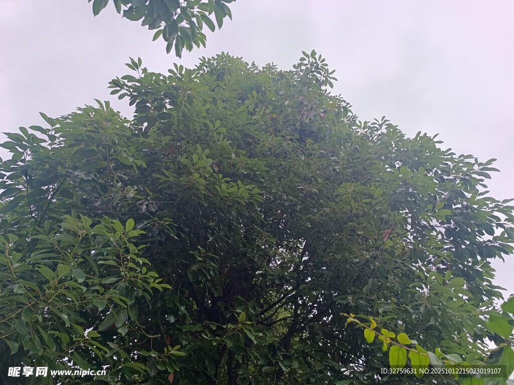 茂密绿树
