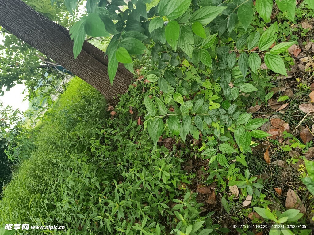 绿意盎然的繁茂植物景观