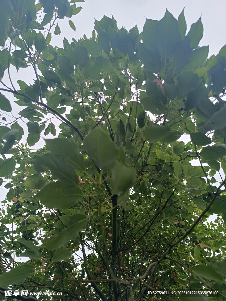 繁茂大树展现盎然生机
