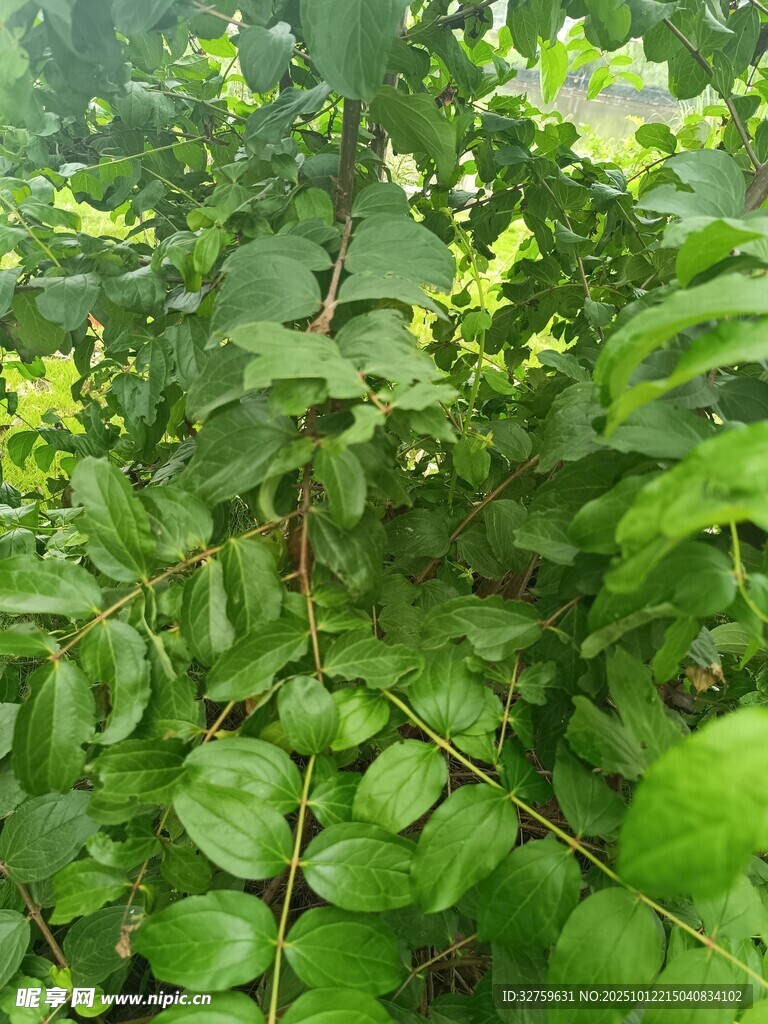 翠绿繁茂的植物叶片