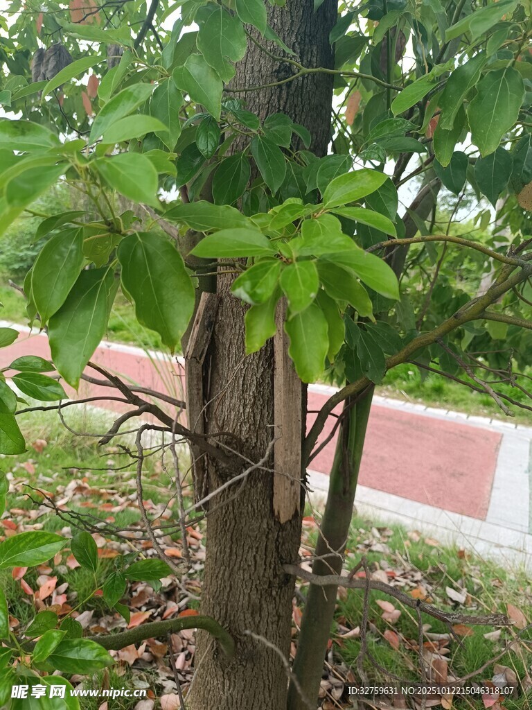 绿叶繁茂的树木