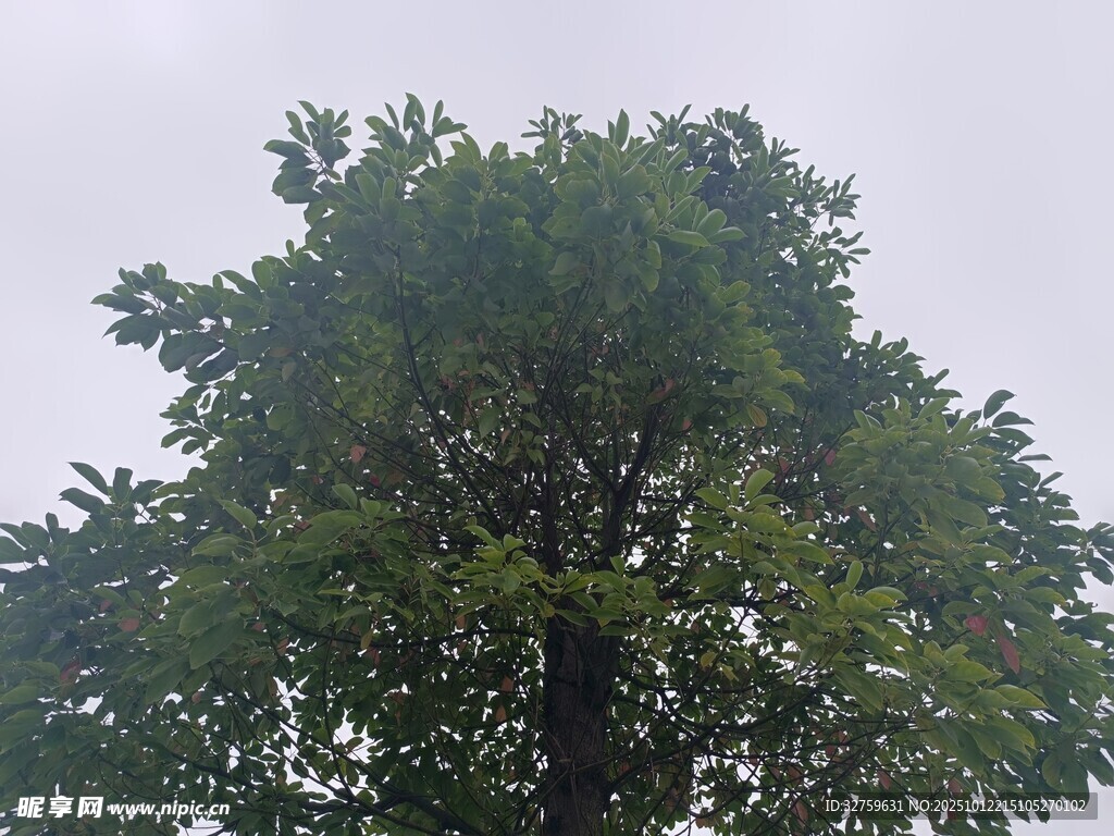 高大葱郁的树木