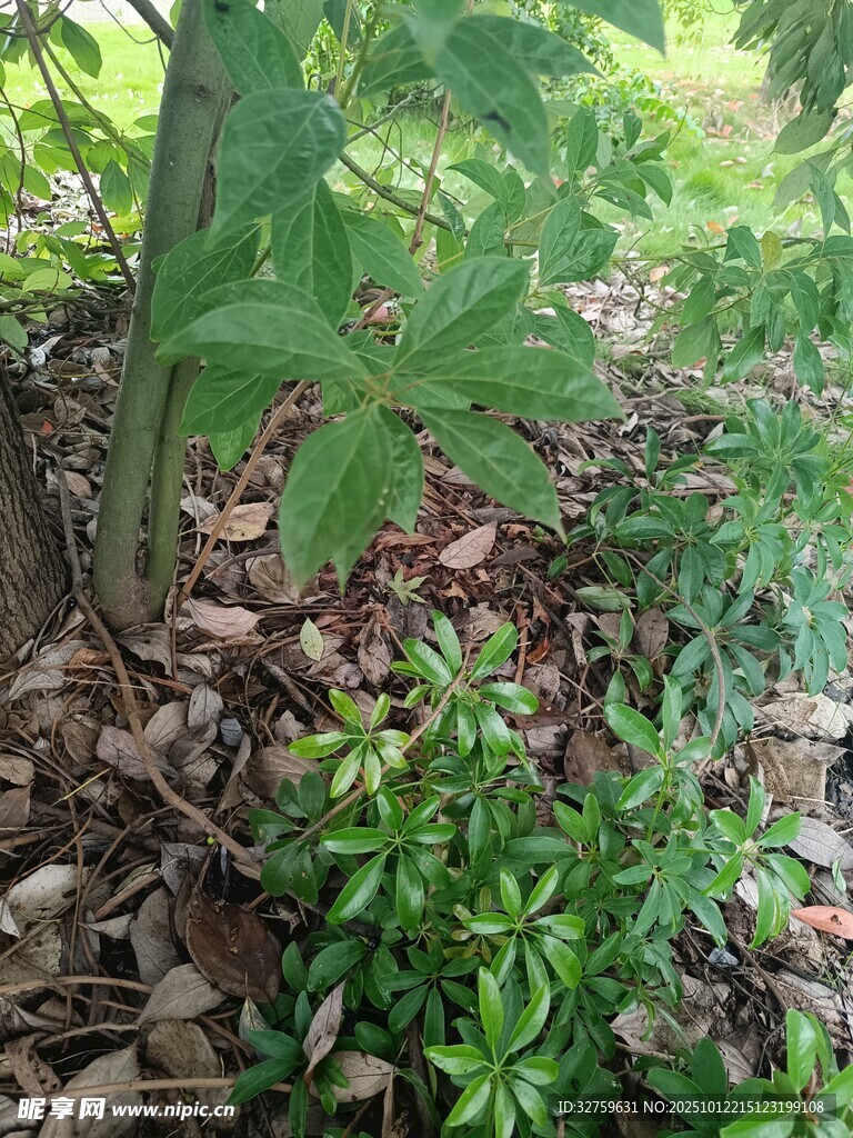 绿叶繁茂的地面植物景观