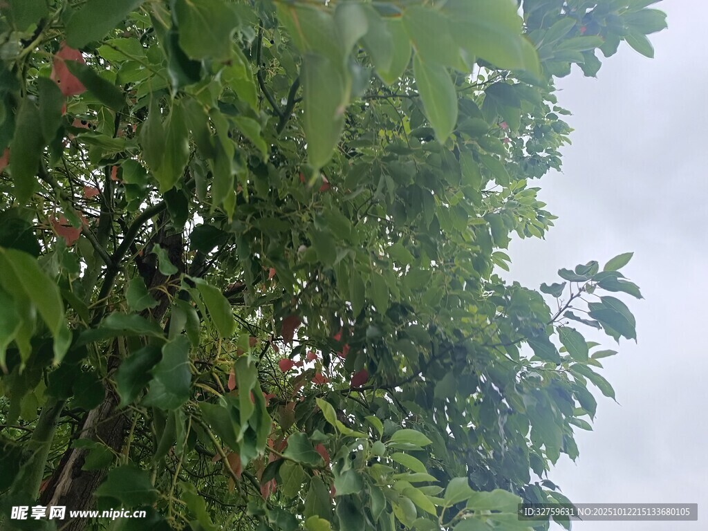 繁茂绿树与朦胧天空