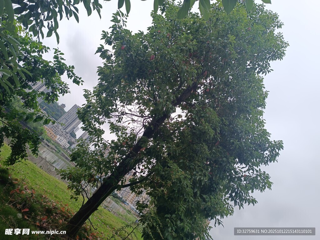 雨中挺拔绿树
