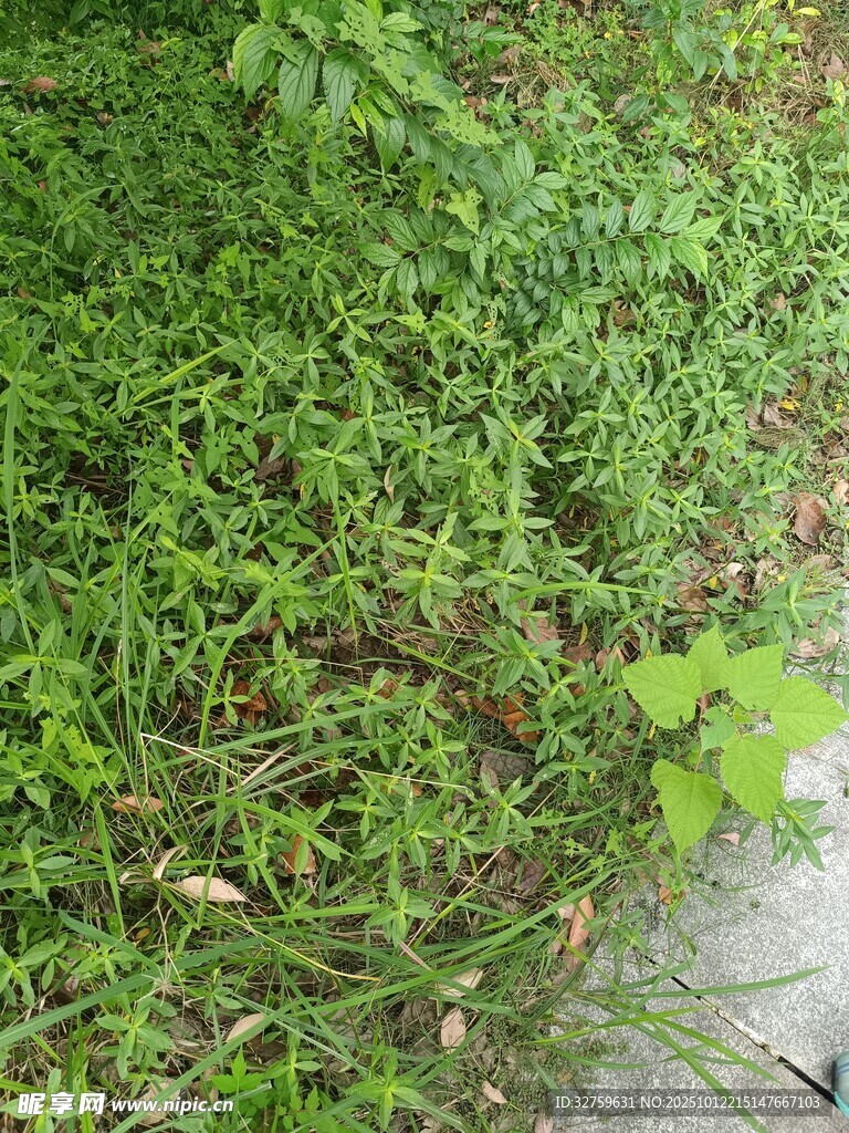 地面上的繁茂绿色野草