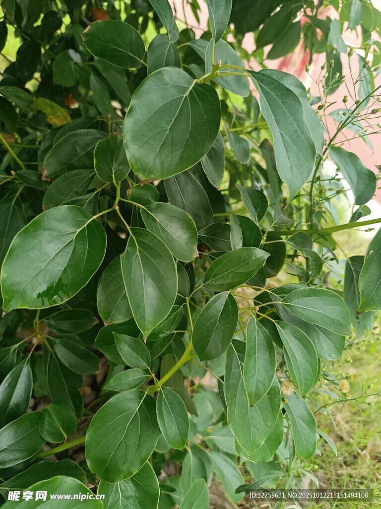 绿叶繁茂的植物景观