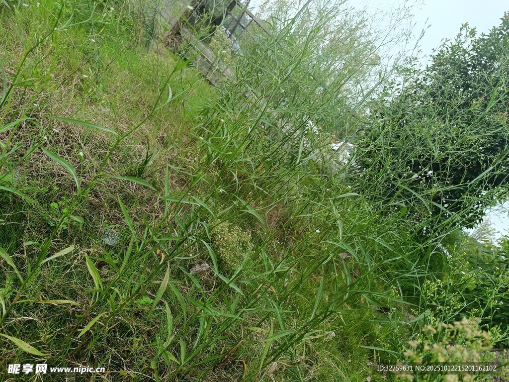 野外茂盛的绿色植被