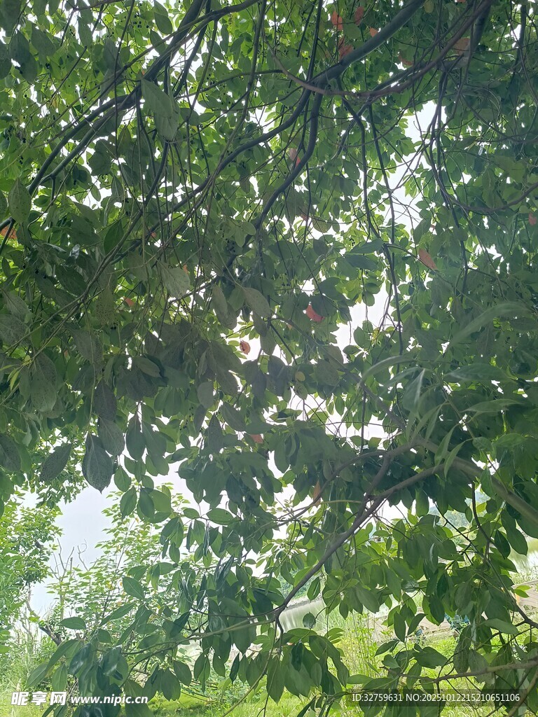 阳光透过枝叶的绿意瞬间
