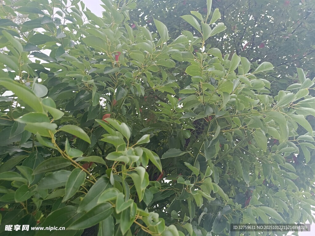 茂密绿植
