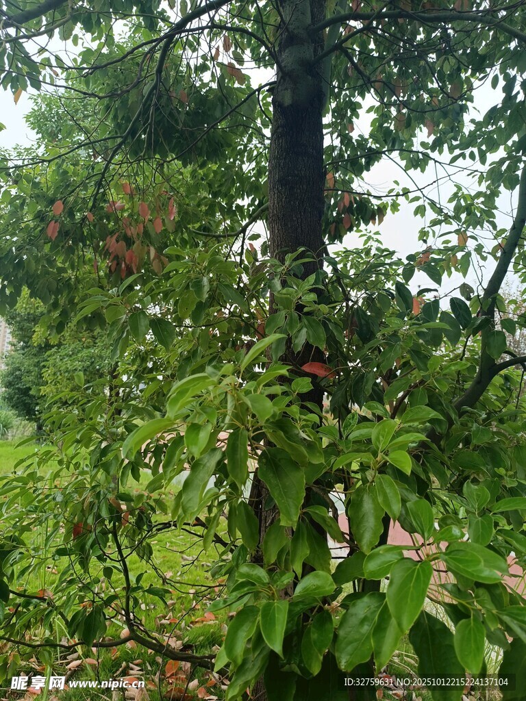 茂密林间的繁茂绿植