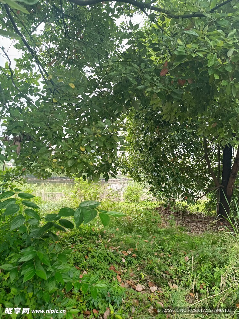林间绿意盎然的自然景象