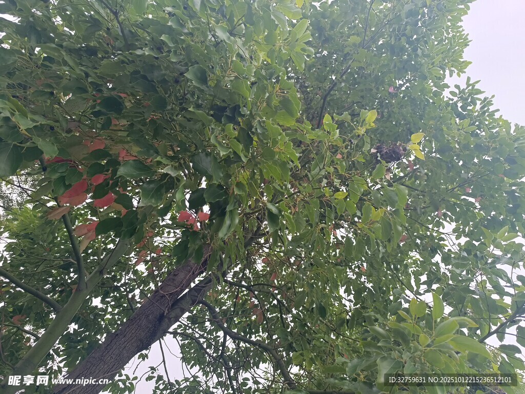 繁茂绿树间的多彩景致
