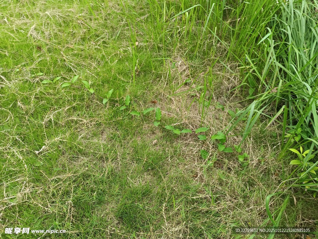 草地小径