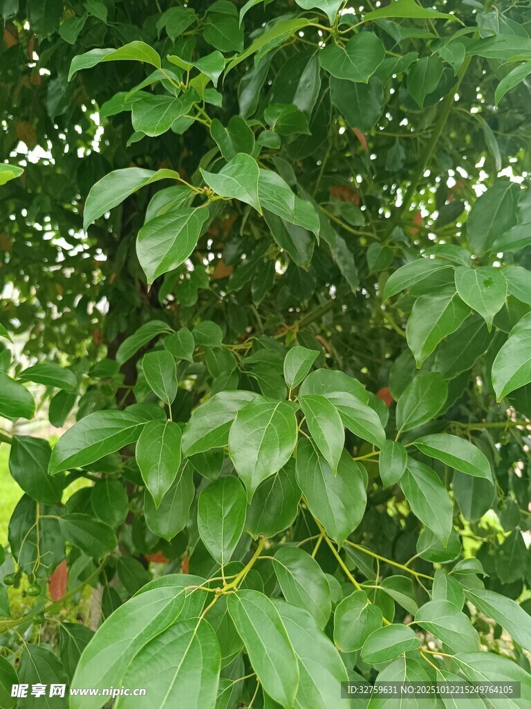绿叶繁茂的植物景象
