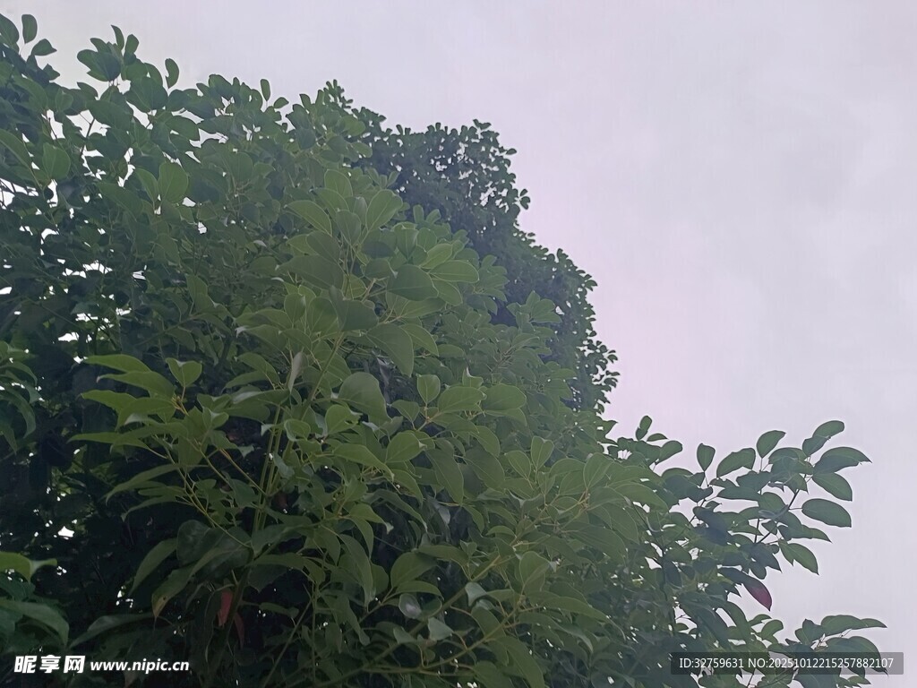 繁茂绿树 