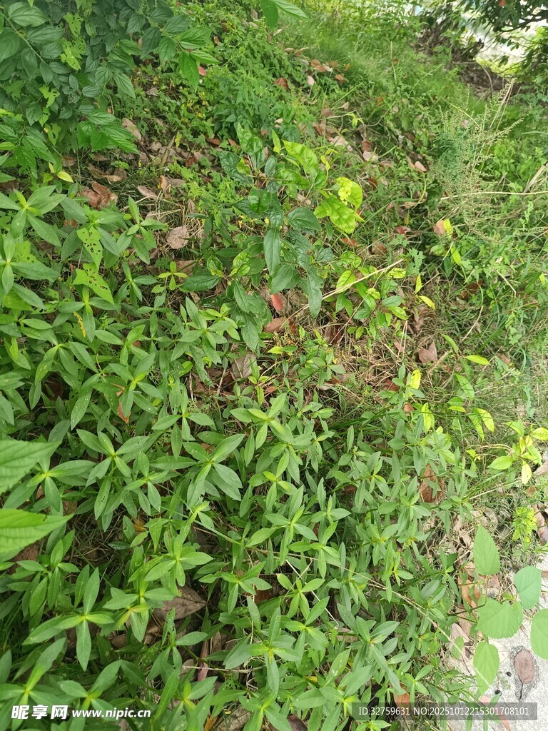 绿意盎然的地面植物景观