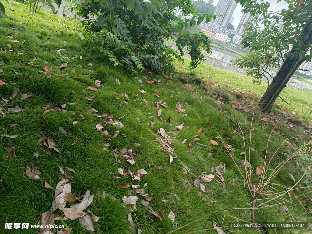 绿意盎然的林间草地