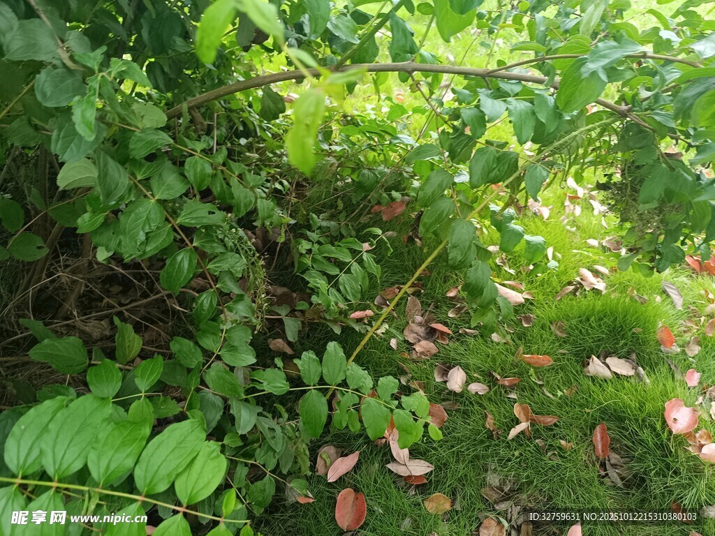 繁茂绿植景观