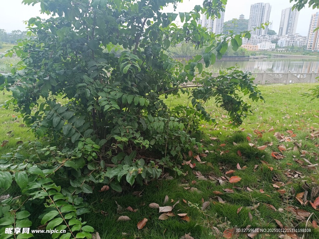 绿叶繁茂的户外绿植景观