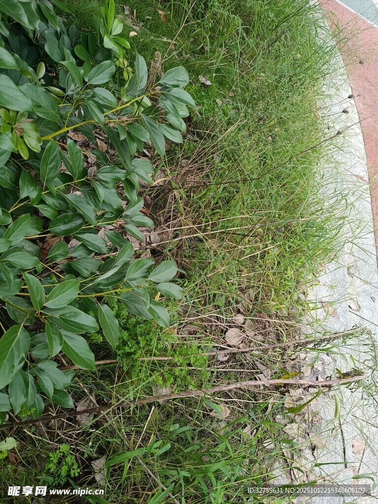 路边绿植与杂草景象