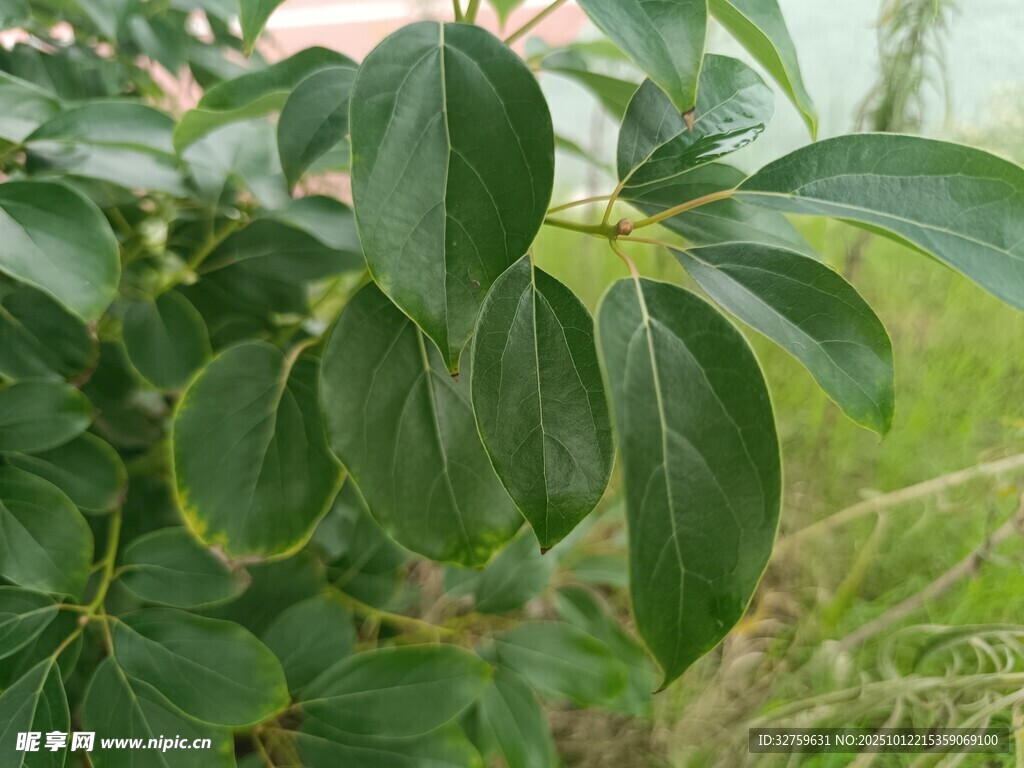 绿叶繁茂的植物特写
