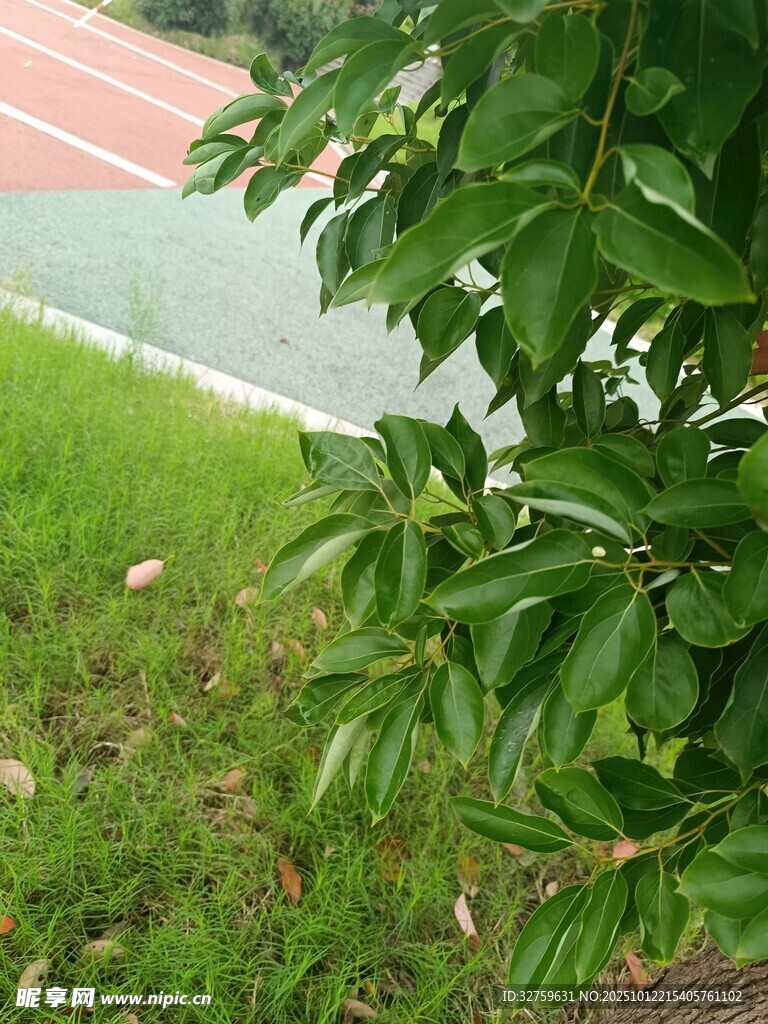 绿叶掩映下的户外运动场