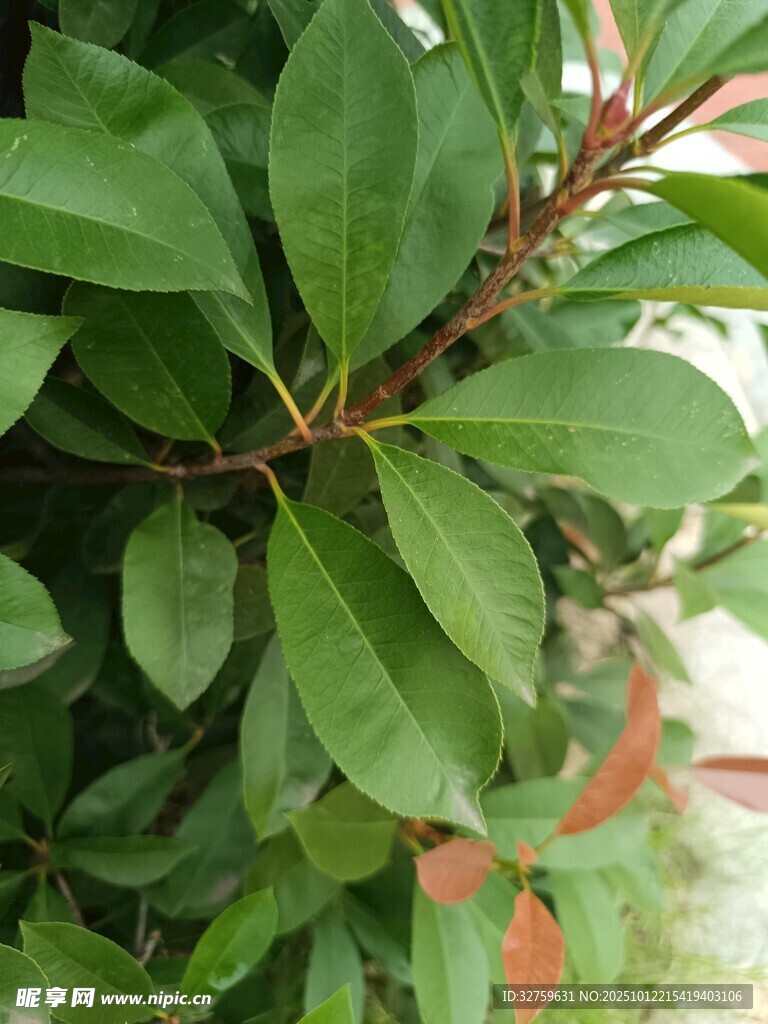 翠绿枝叶的植物特写