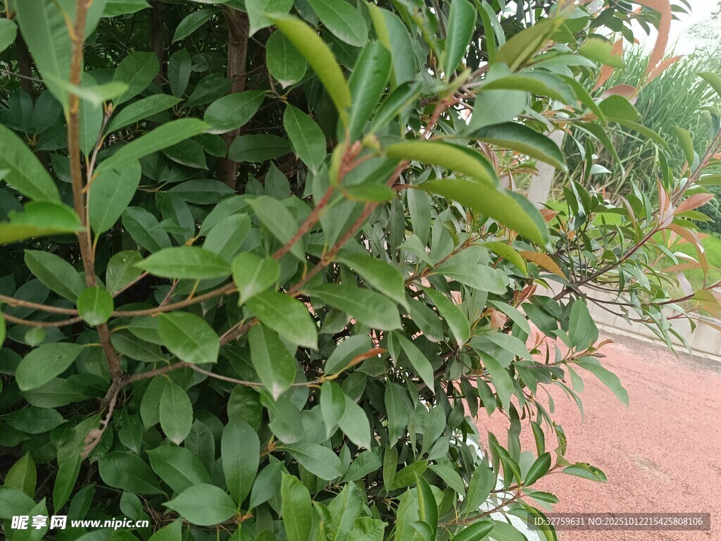绿叶繁茂的植物景观