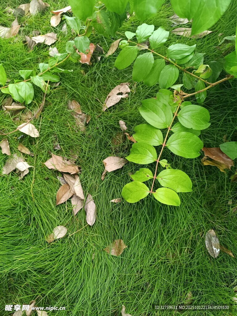 草地上的绿叶与枯叶
